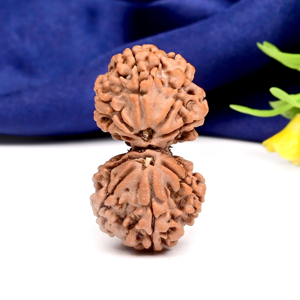 Gauri Shankar 9 Mukhi Large from Nepal - XV